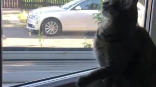 Collab copyright protection - cat falls off windowsill