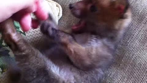 Tiny baby fox gets her tummy tickled!