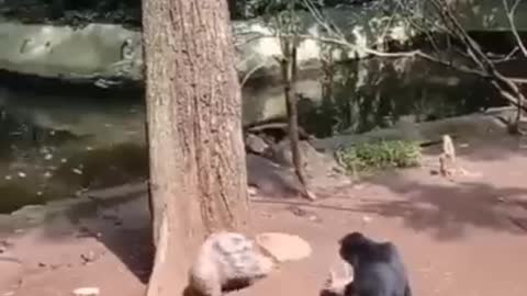 Monkey v Porcupine.mp4