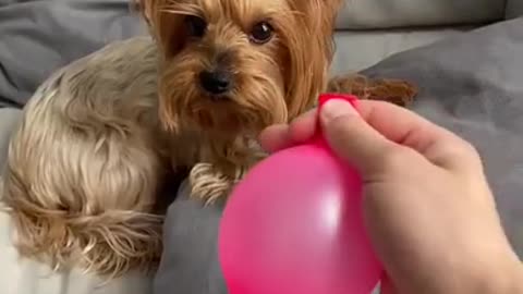 Dog gets annoyed of balloon