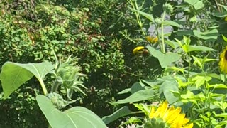 Beautiful yellow male finch