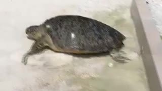 Huge Turtle Pulled Out Of The Pool