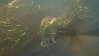 Underwater Turtle