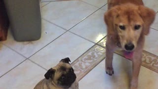 Pug Vs. Stuffed Pug