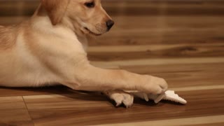 Yellow lab puppy pounces around with stegosaurus