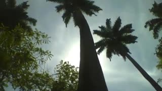 Filming a palm tree in the park, it must be over 10 meters tall! [Nature & Animals]