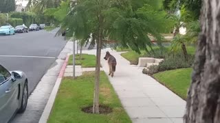 You must see the reaction when this German Shepard