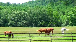 Horses