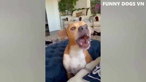 Funny video dog