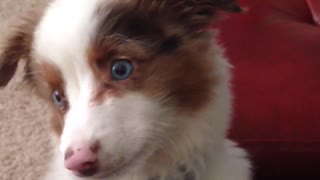 White brown puppy with blue collar whines