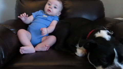 Baby Takes A Dog Completely By Surprise Releasing A Loud Fart