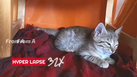 Kitten sleeping hyperlapse