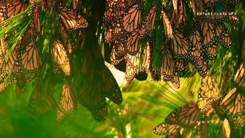 COLOURFUL BUTTERFLY WORLD IN NATURE