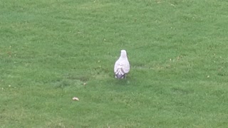 Seagull Stomps to Trick Worms