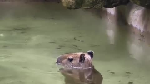 Baby capybara enjoying a dip