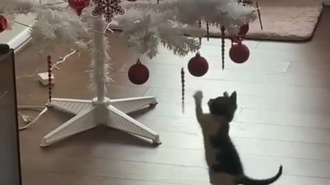 It’s that time of the year again funny cat playing