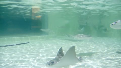 Stingrays in perfect formation drift past thrilled scuba diver in the Galapagos Part 4