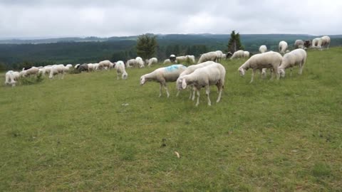 The sheep are eating grass in the field