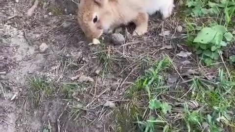 Rabbit eating on the farm😍😍😍