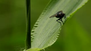 Fly Day Friday! I am amazed by flight even when a fly does it.