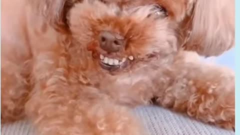 Cute Poodle Puppy laughing
