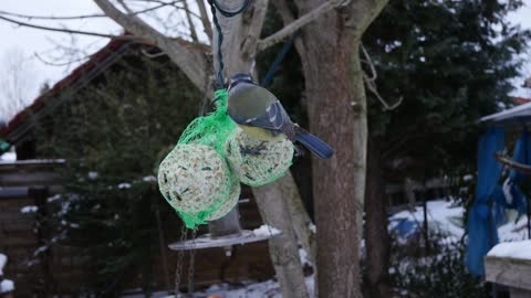 bird-food-tree-branch-avian