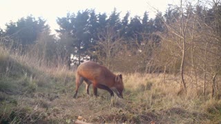 Red Fox on the property.