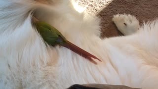 Green Cheeked-Parakeet Cuddles Great Pyrenees