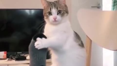 Cat funny video