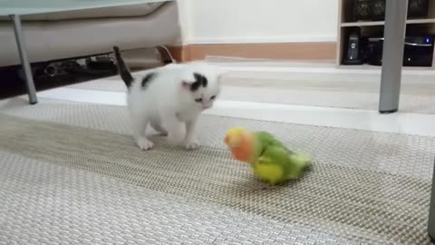 Chaton vs inséparable - Kitten vs lovebirds