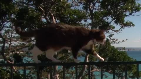 Parkour cat