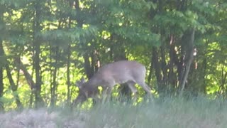 Newborn Fawn #1