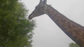 A vegetarian giraffe