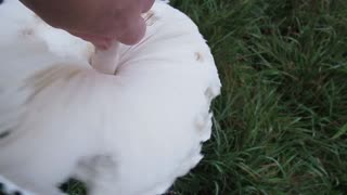 Large white mushroom with brown specks.