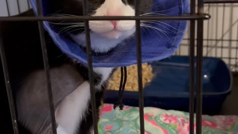 Cat Tries to Lick Bandages Through Cone