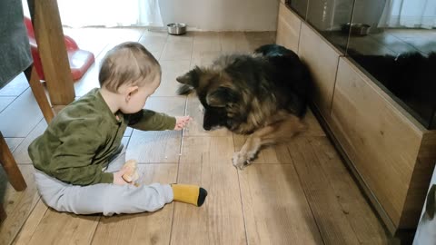 Young kid & old dog