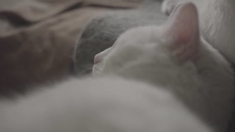 sleeping white cat