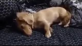 Sleeping Puppy Hits Digging For Dream Bone Jackpot