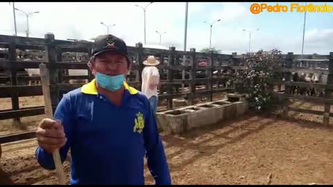 feira de gado de Tabira-pe