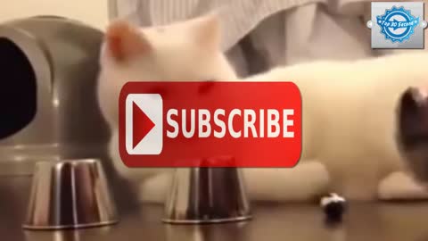 Funny Cat Video 🤣Smartest Cat in The World 2021🤣