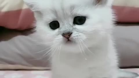 AH SO CUTE LITTLE KITTY