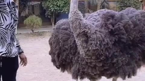 Video of ostriches drinking water