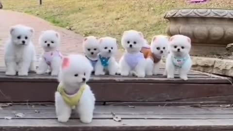 mini pocket Pomeranian dog #shortvideo #viral #