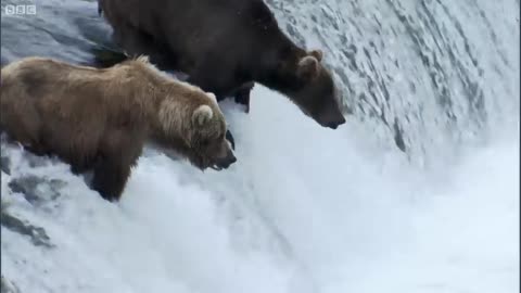 Grizzly Bears Catching Salmon | Nature's Great Events | BBC Earth