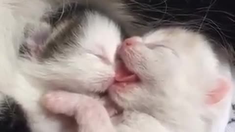 Cute kittens video so much cute "mp4"