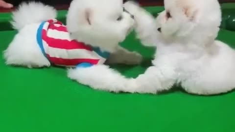 Cute puppies are playing