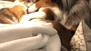 Blue Merle and Calico Cat Playing Together