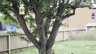 Cute Apple tree behind a cute house