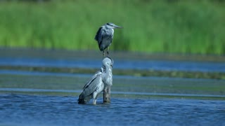Beautiful Heron Birds Standing In The Water, an indescribable sight