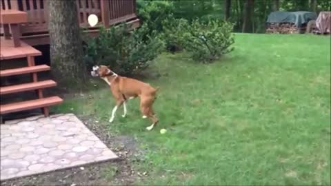 dog playing with ball backyard